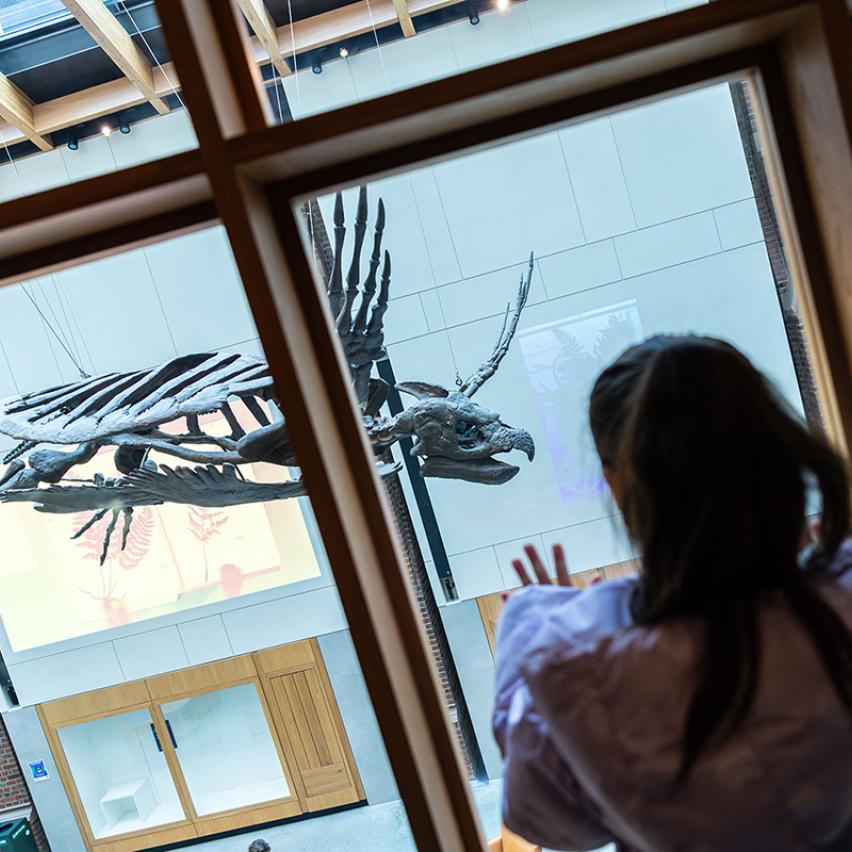 A visitor admires Archelon at the Yale Peabody Museum