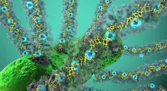 A visualization of protein nanowires used by bacteria to "exhale" electrons