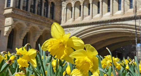 Daffodils bloom outside the Yale University Art Gallery