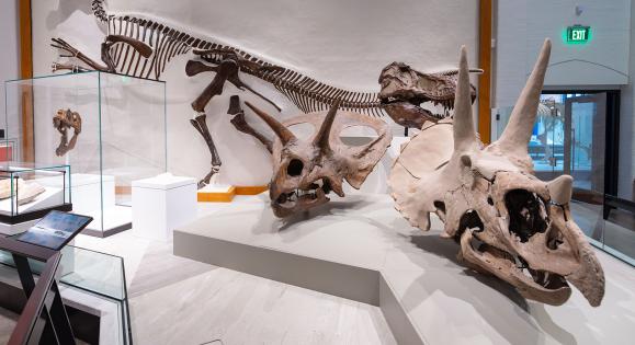 Dinosaur fossils at the Yale Peabody Museum